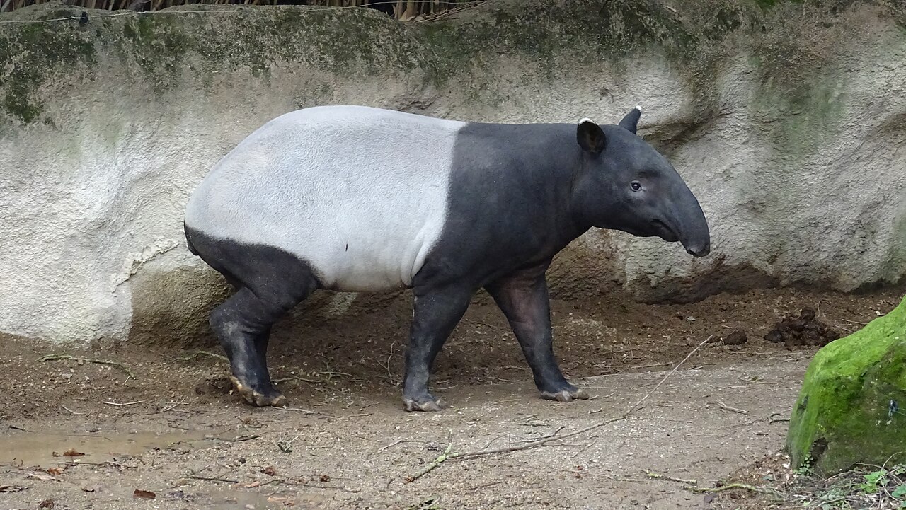 Malayan tapir with a black and white coat and short trunk standing on bare ground