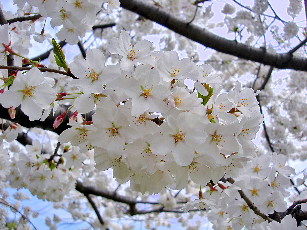 Close up of white Yoshino cherry blossoms and pink buds on dark branches against a pale sky