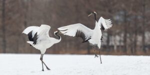 Two red-crowned cranes with wings raised on snow in Hokkaido, the tsuru behind Japanese crane tattoos