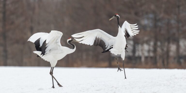 Two red-crowned cranes with wings raised on snow in Hokkaido, the tsuru behind Japanese crane tattoos