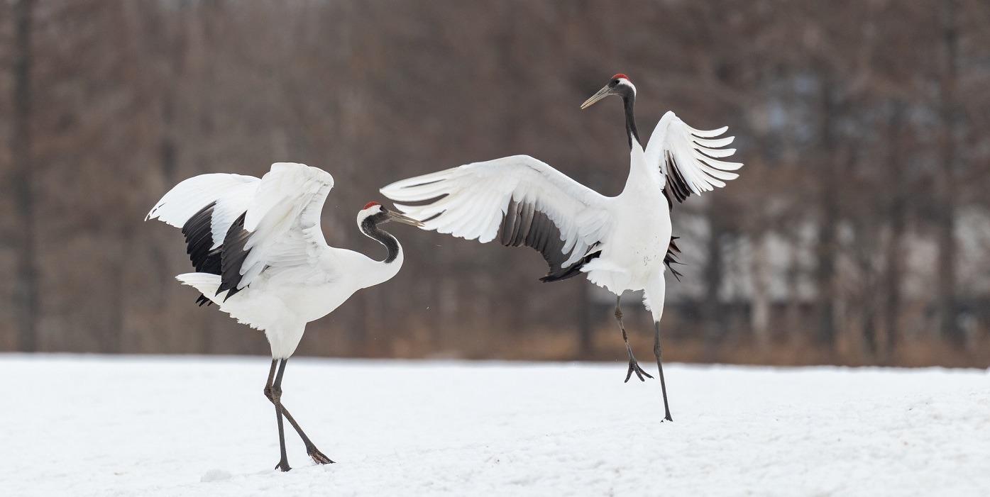 Two red-crowned cranes with wings raised on snow in Hokkaido, the tsuru behind Japanese crane tattoos