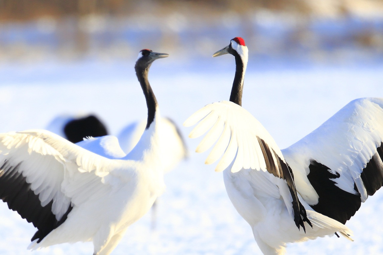 A pair of red-crowned cranes facing each other with wings spread on a snowfield in Hokkaido