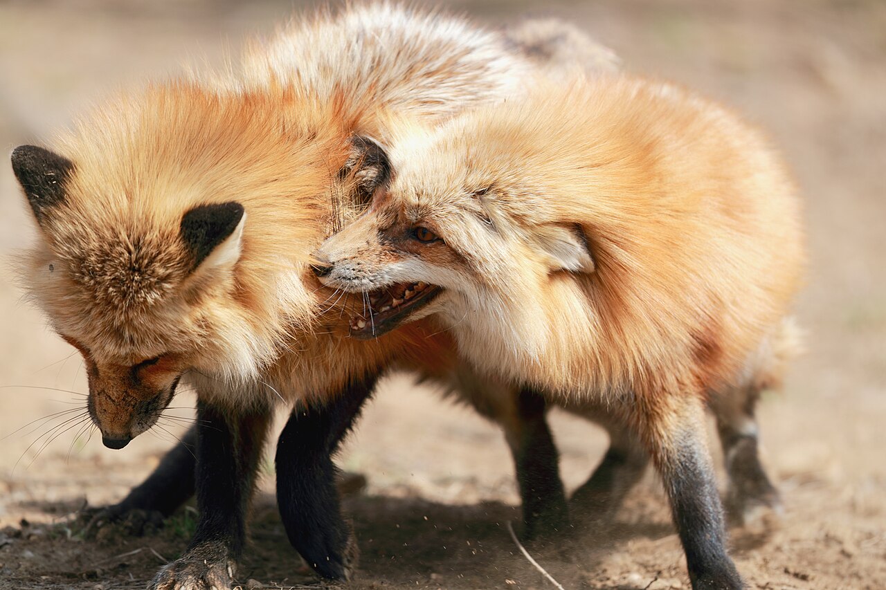 Two red foxes standing close together on bare ground at Zao Fox Village in Miyagi Prefecture