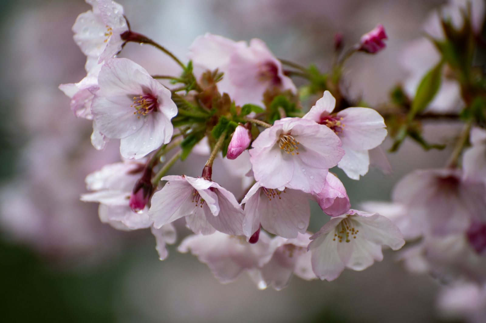 Close-up of pale pink cherry blossoms and buds on a branch, petals wet with rain