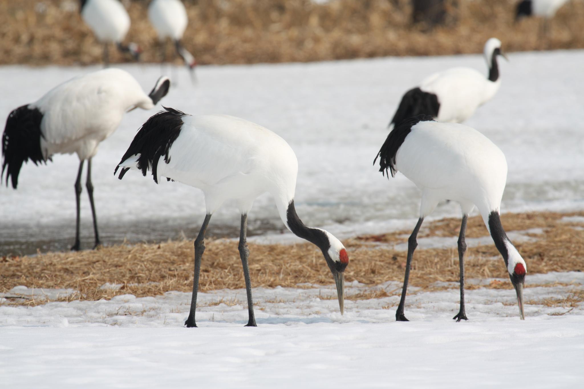 A group of red-crowned cranes with black and white plumage feeding on snow-covered ground in Hokkaido