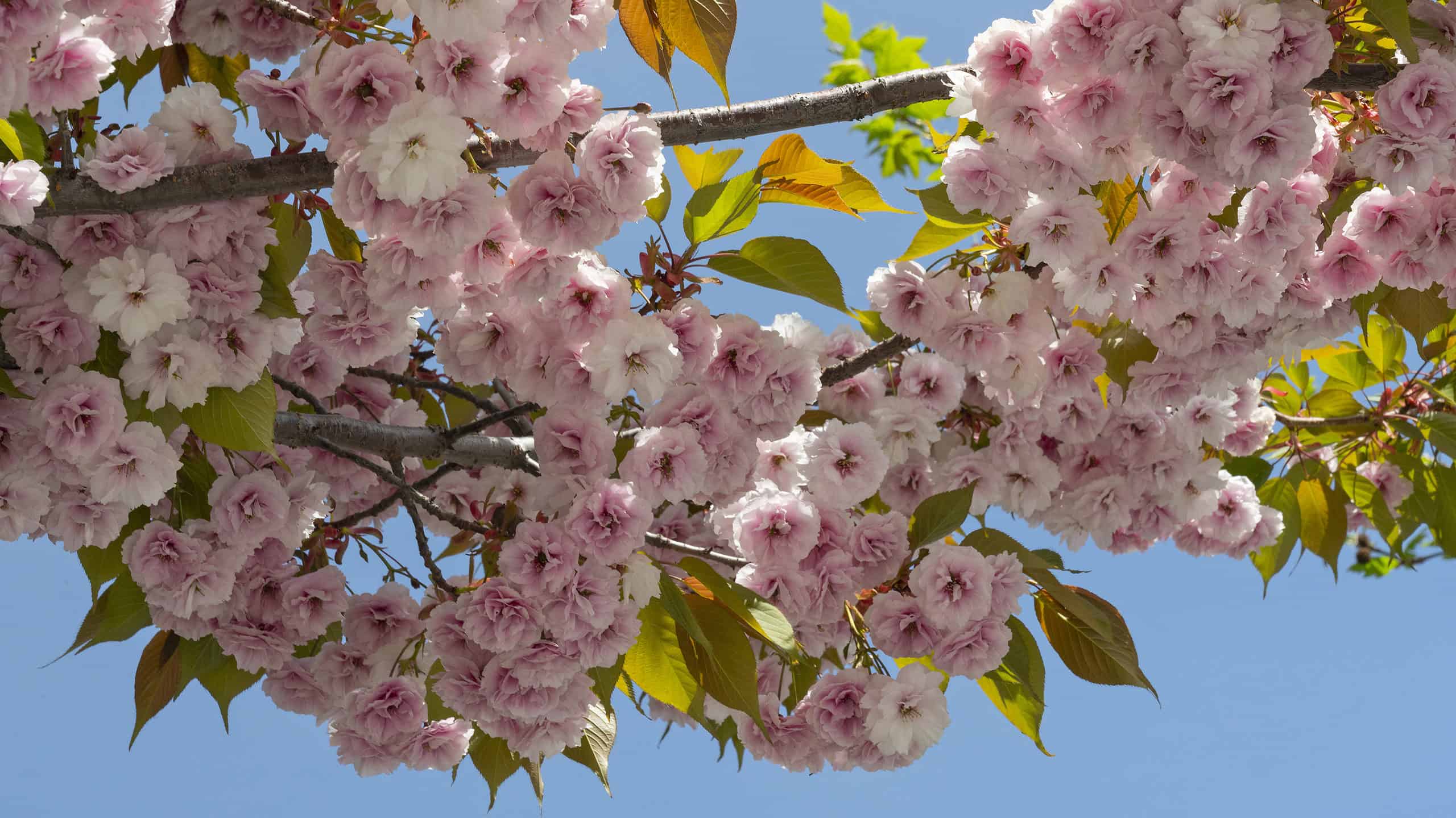 Pale pink cherry blossom clusters on a branch against a blue sky