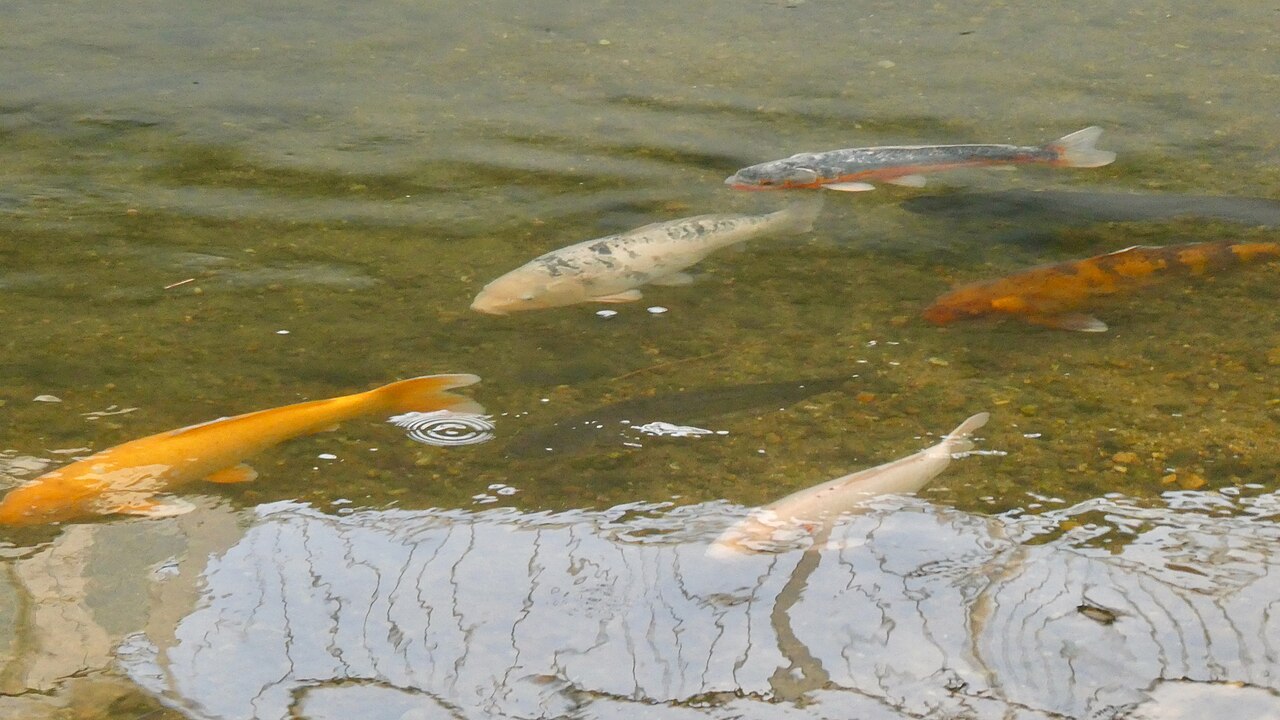 White, gold, orange and dark gray koi swimming in shallow clear river water over gravel