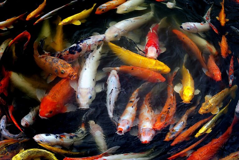 Dozens of red, white, gold, orange and black koi crowded together in dark pond water