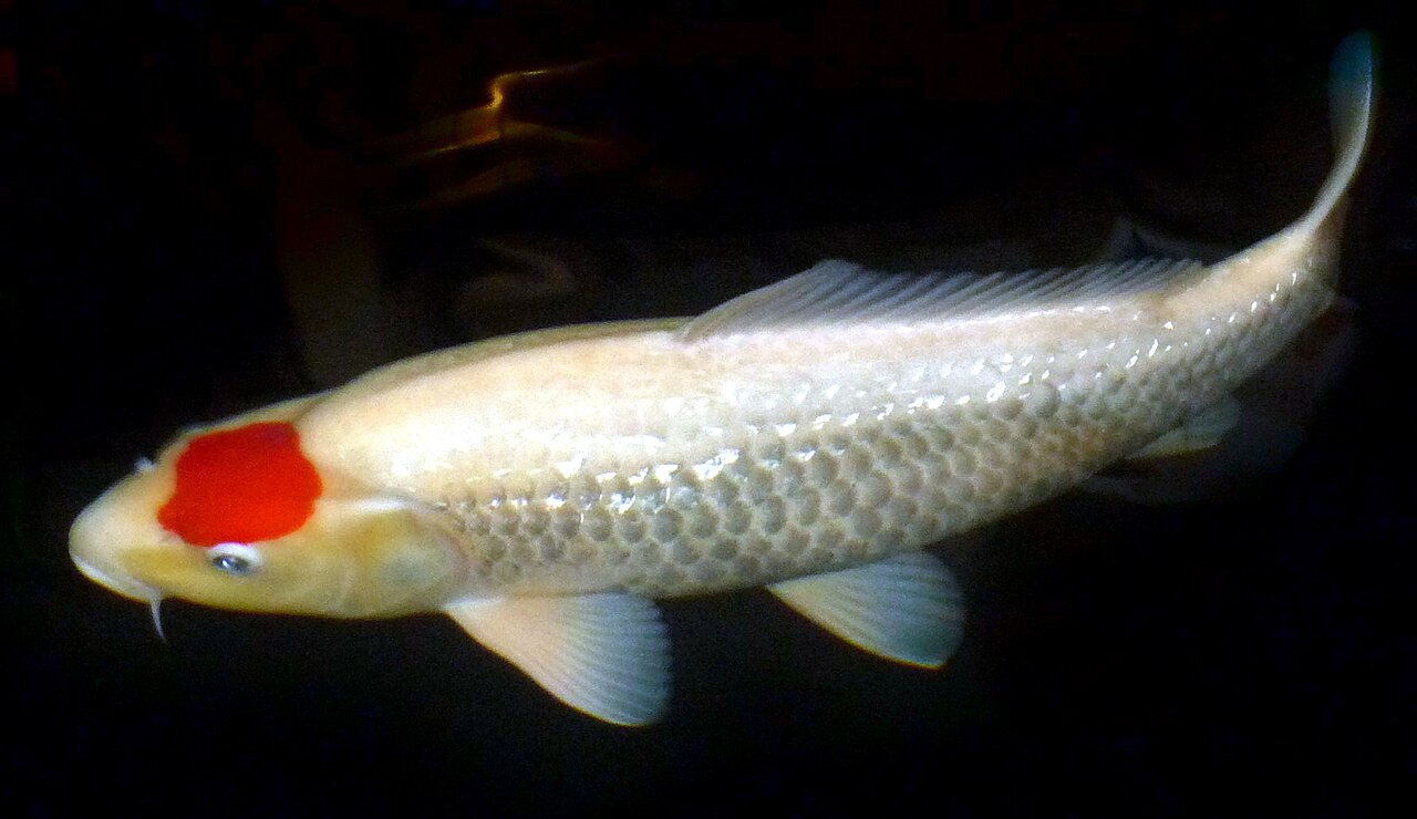 Pale cream koi with a single bright red marking on its head swimming in dark water