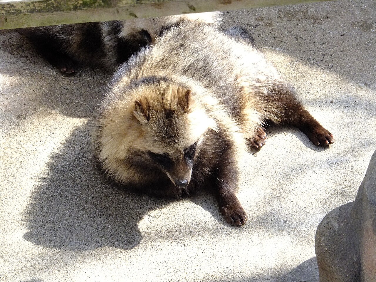 A Japanese raccoon dog lying on stone ground showing its thick coat, short legs and dark facial mask