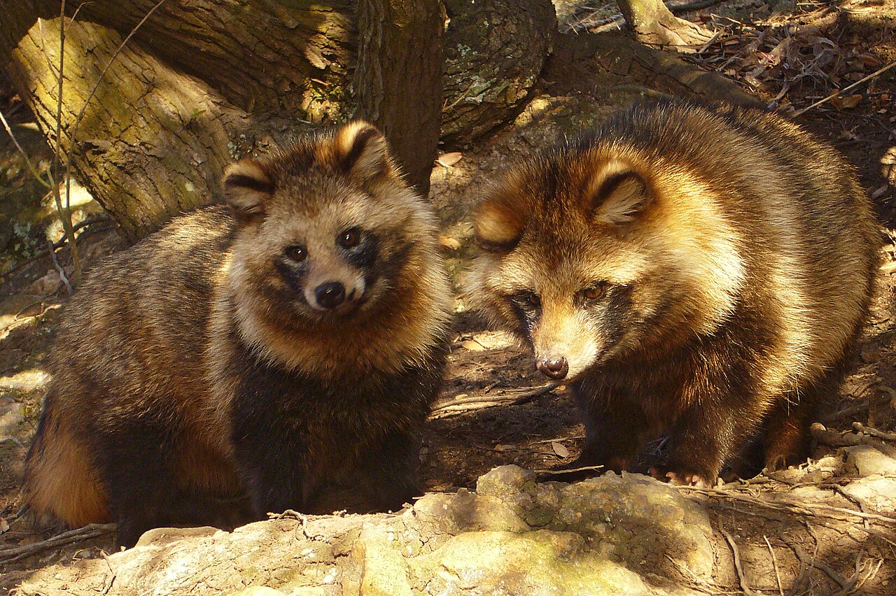 Two Japanese raccoon dogs called tanuki sitting side by side beside a fallen log in a forest