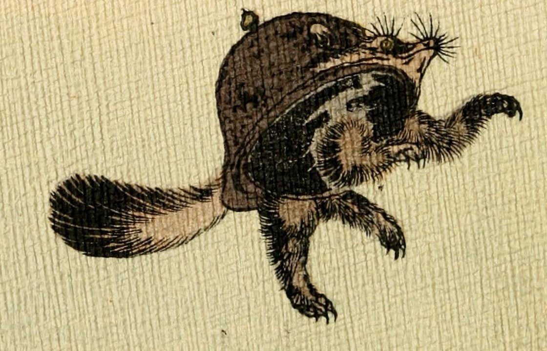 Old book illustration of a tanuki partly transformed into an iron tea kettle from the Bunbuku Chagama tale