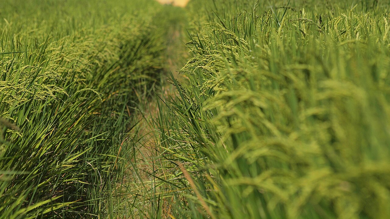 Close view of ripening rice ears filling a Japanese paddy field